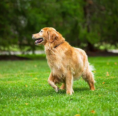 What To Know About Invisible Fencing for Dogs