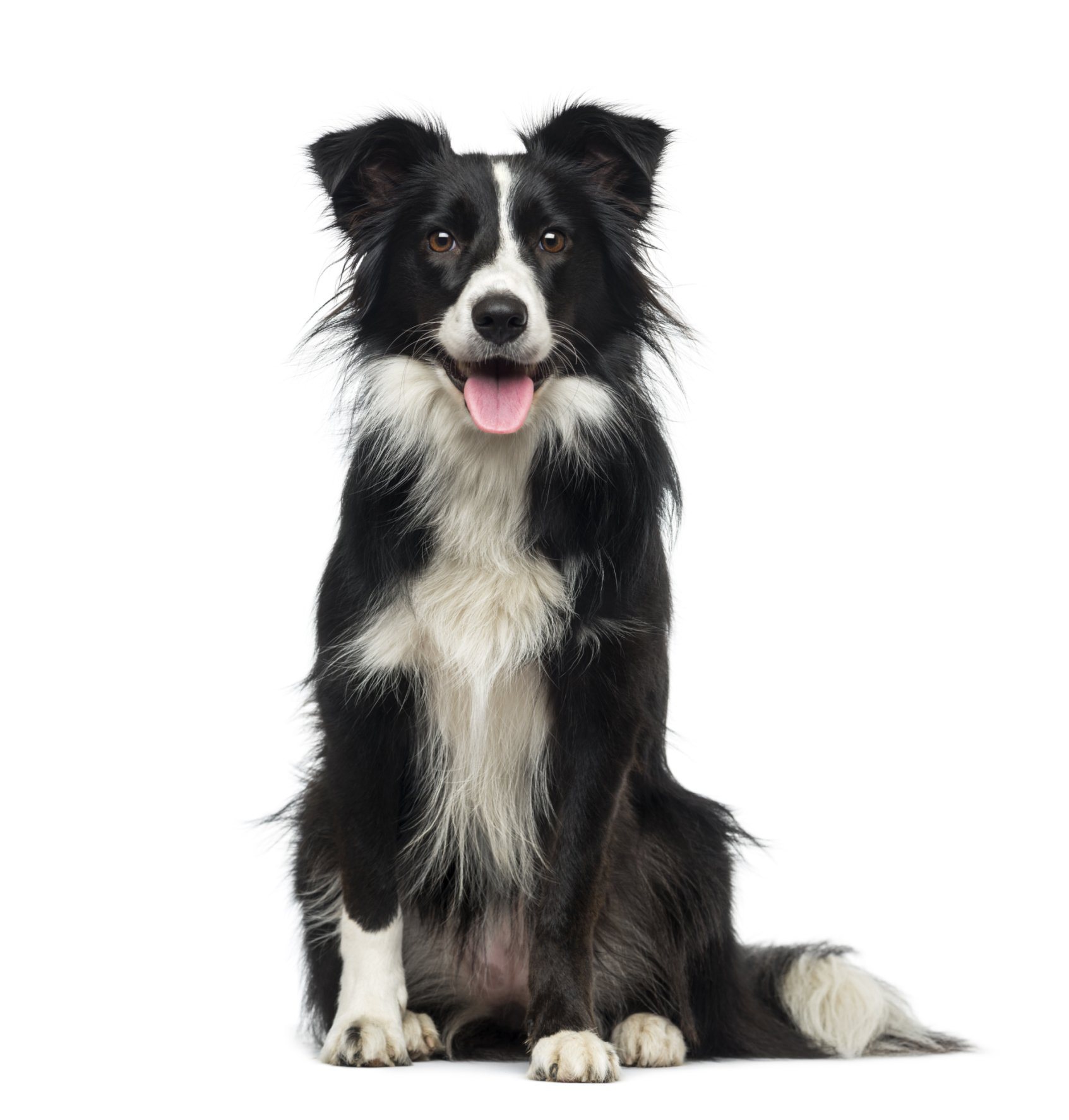 Training an Australian Shepherd to Use the Invisible Fence® Brand System 